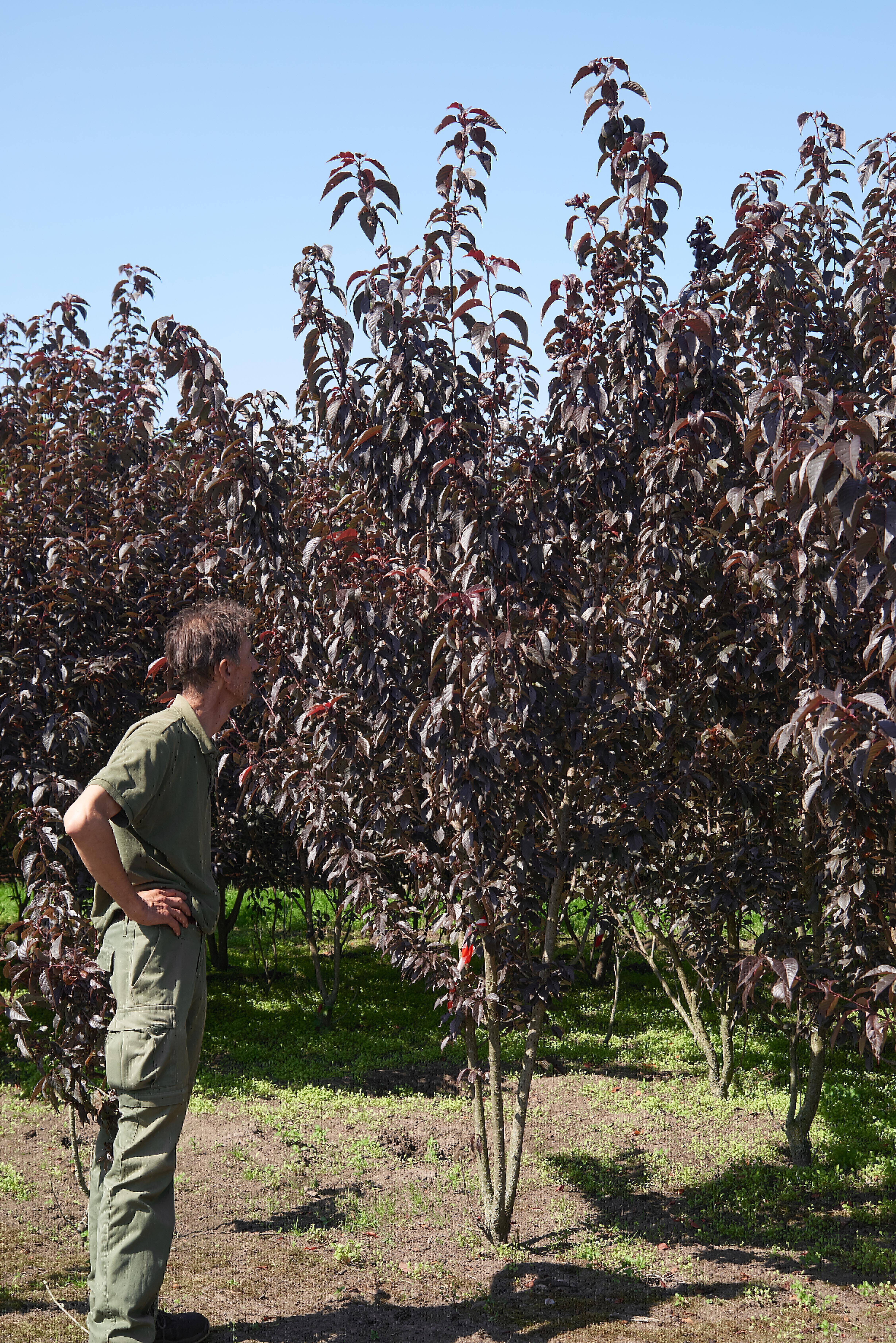 Prunus serrulata 'Royal Burgundy' (2)-1